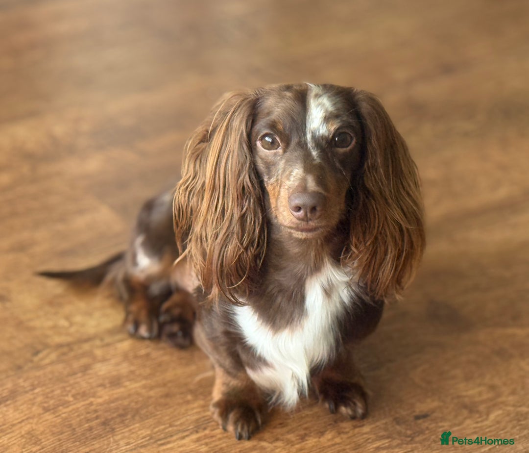 Miniature Dachshund dogs for stud: Hondo available for Stud in Liverpool - Advert 4