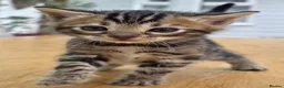 Bengal cats for sale: 🐆 2 BEAUTIFUL TICA BENGAL GIRLS – £1,200 EACH 🐆 - Advert 19