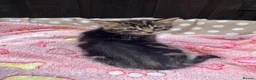 Mixed Breed cats for sale: Kittens for sale  - Advert 11