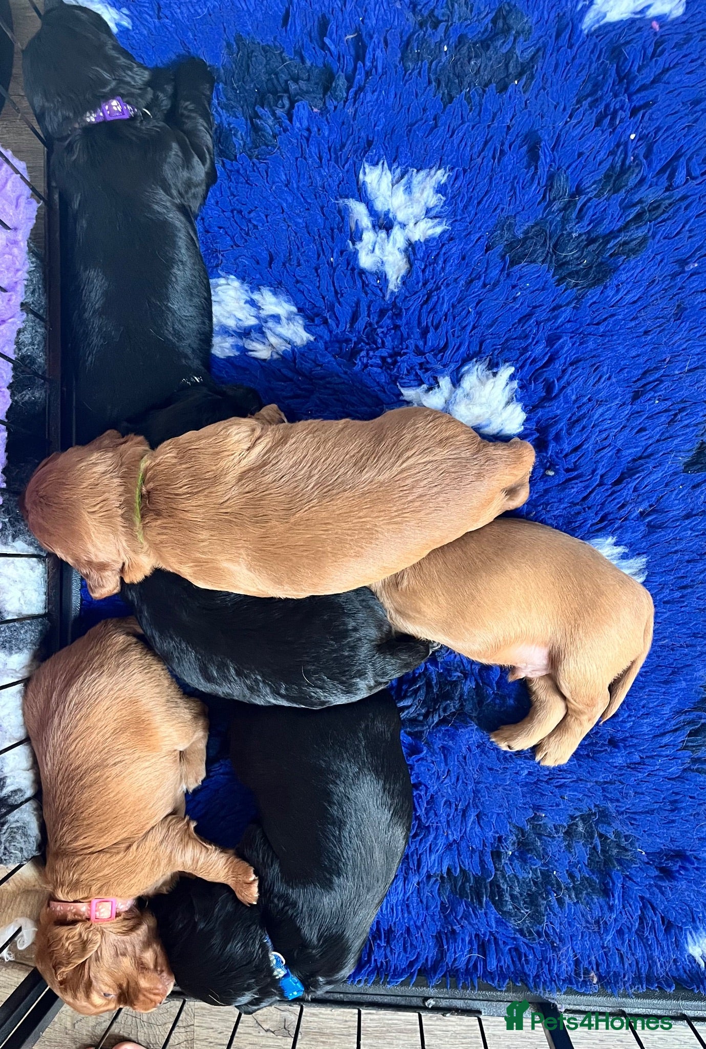 Cocker Spaniel dogs Gorgeous PRA/FN clear working cocker puppies  - Advert 1