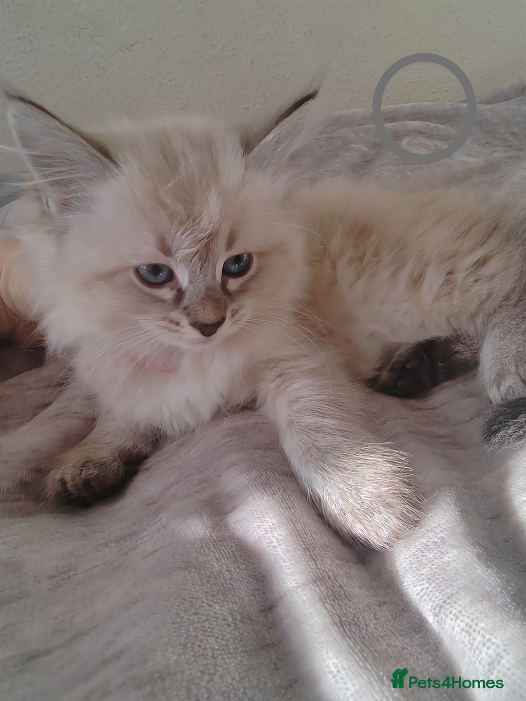 Ragdoll cats for sale: Gorgeous lot of Siberian and Ragdoll mix kittens  - Advert 9