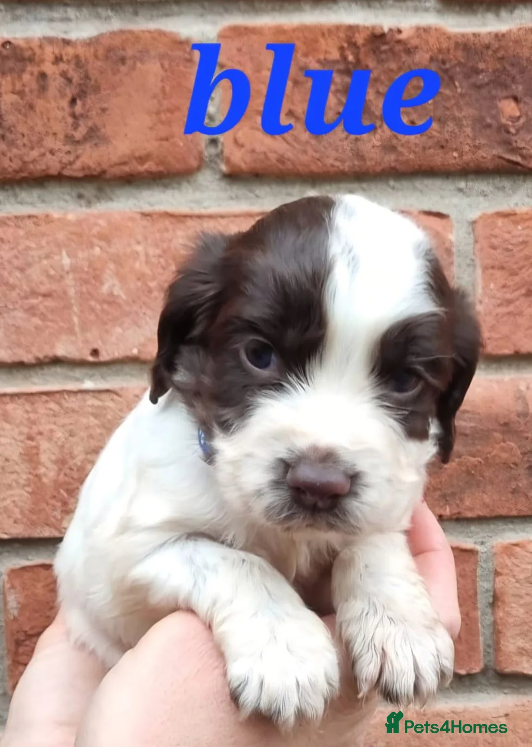 Cocker Spaniel dogs for sale: A stunning litter of cocker spaniels pups  - Advert 2