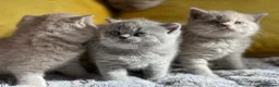 British Shorthair cats for sale: GCCF registered Kittens  - Advert 13