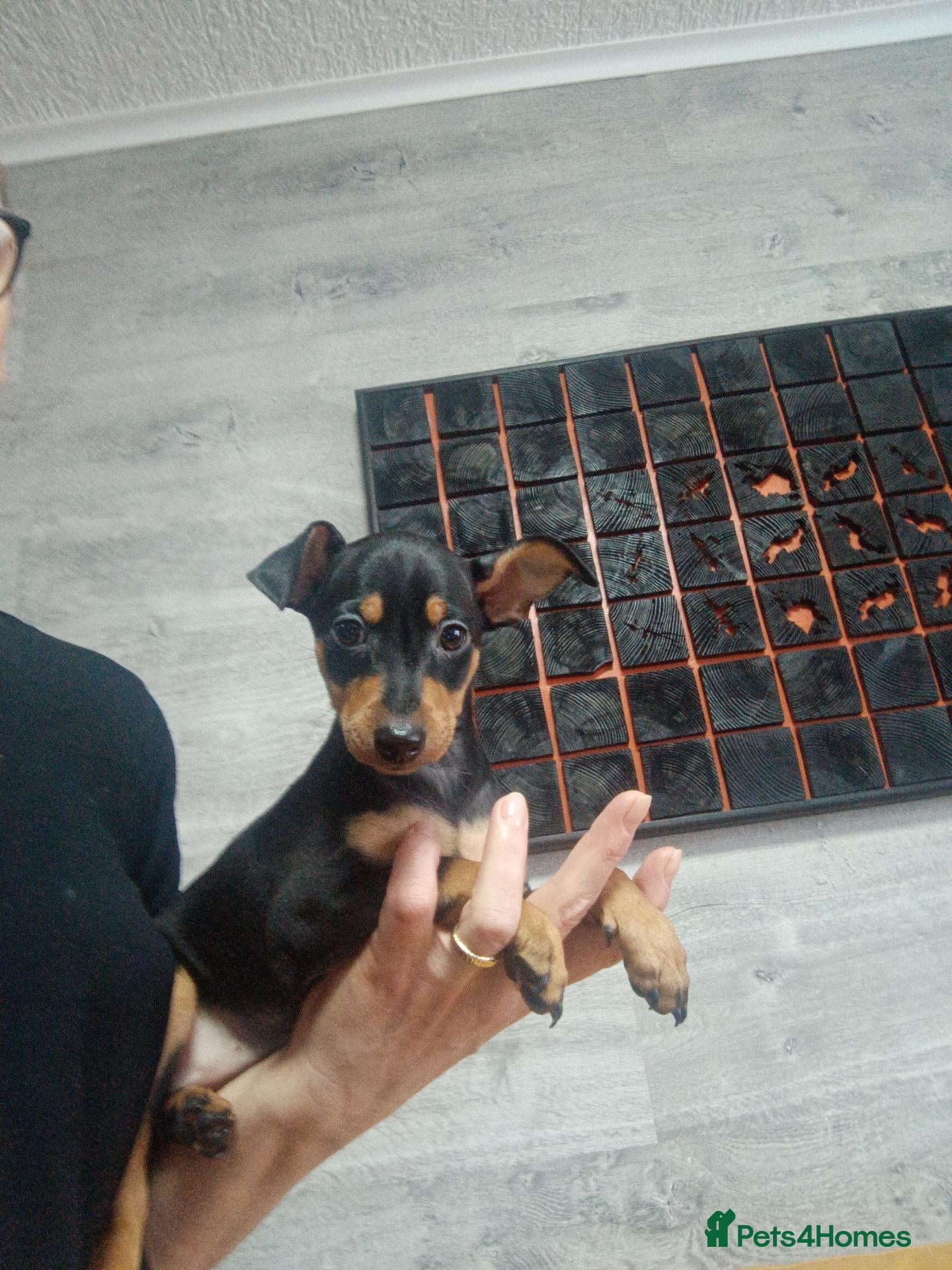 Miniature Pinscher dogs 6 Beautiful Miniature pincher Puppies  - Advert 1