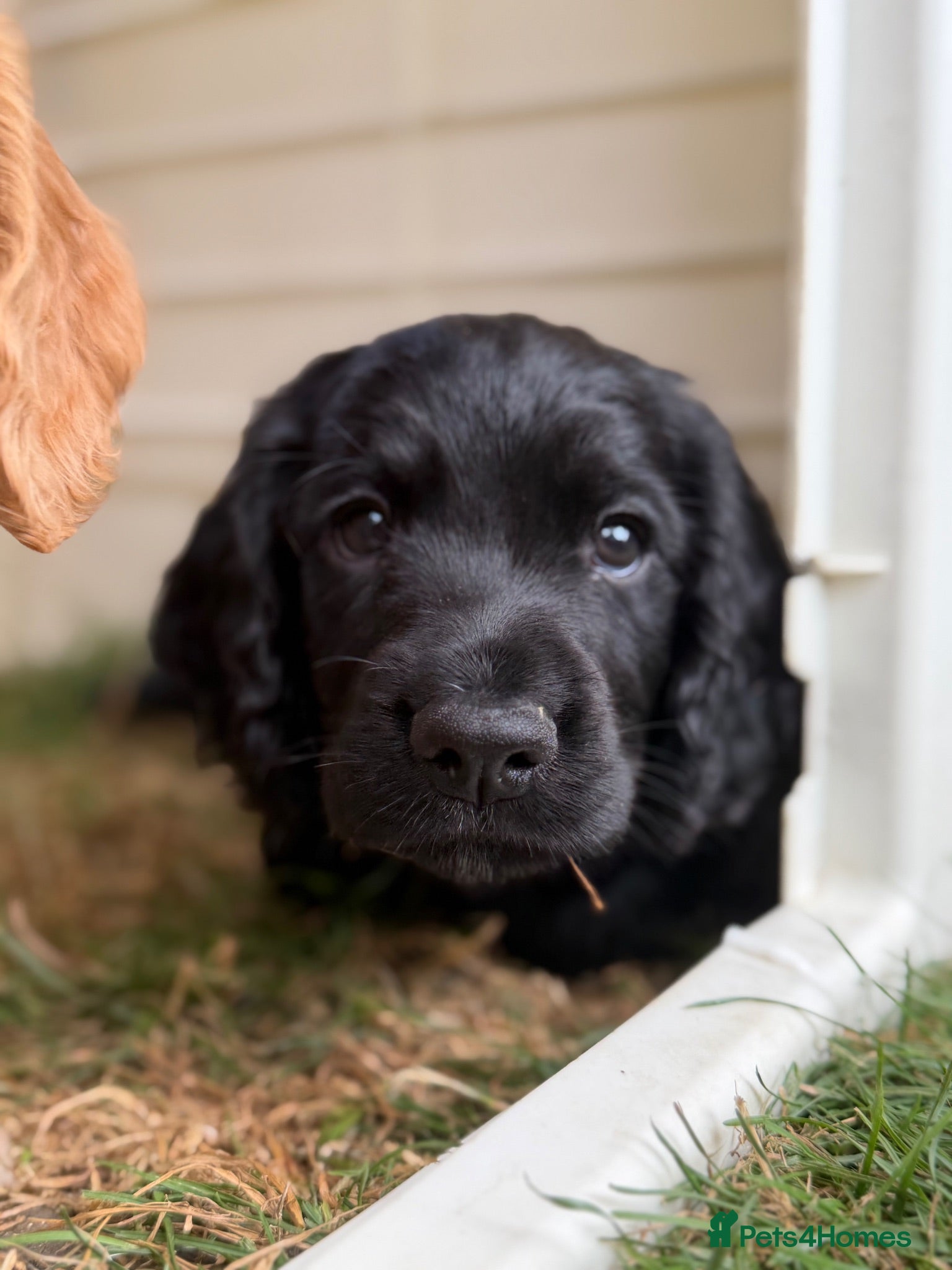 Cocker Spaniel dogs Exceptional KC registered Working Cocker Spaniels - Advert 15