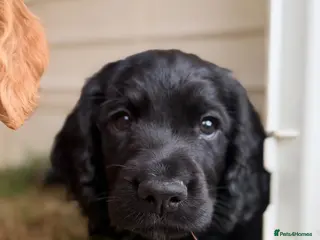 Cocker Spaniel dogs Exceptional KC registered Working Cocker Spaniels - Advert 15