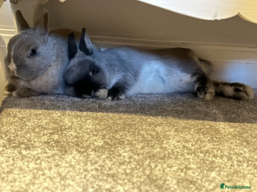 Netherland Dwarf rabbits for sale: Bonded pair of neutered Netherlands Dwarfs  in Scunthorpe - Advert 2