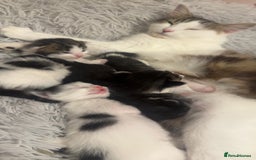 Mixed Breed cats for sale: Kittens for sale  - Image 10