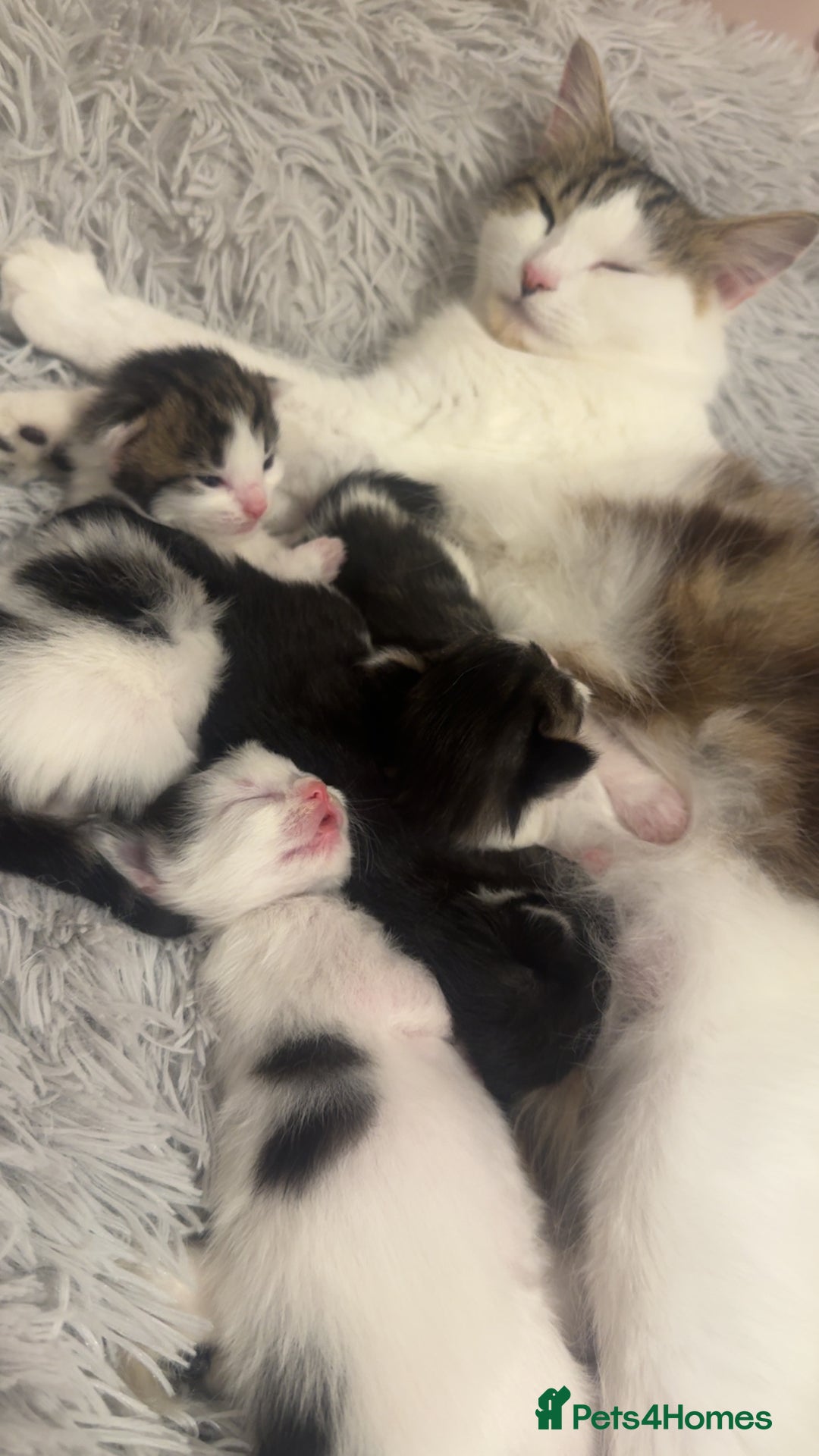 Mixed Breed cats for sale: Kittens for sale  - Image 10