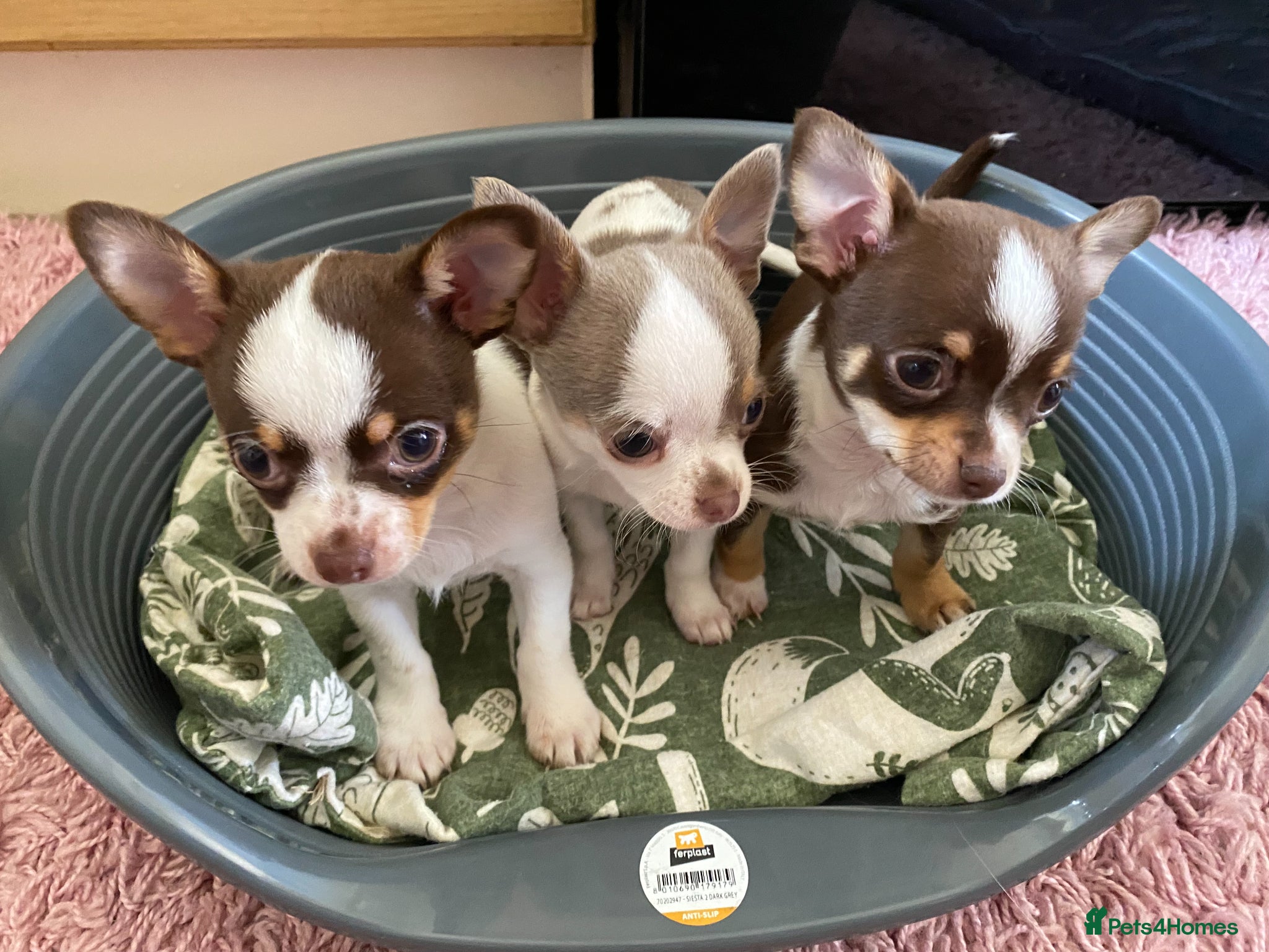 Chihuahua dogs chihuahua puppies for sale  - Advert 15