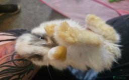 Mini Lop rabbits for sale: Stunning mini lop babies - Image 11