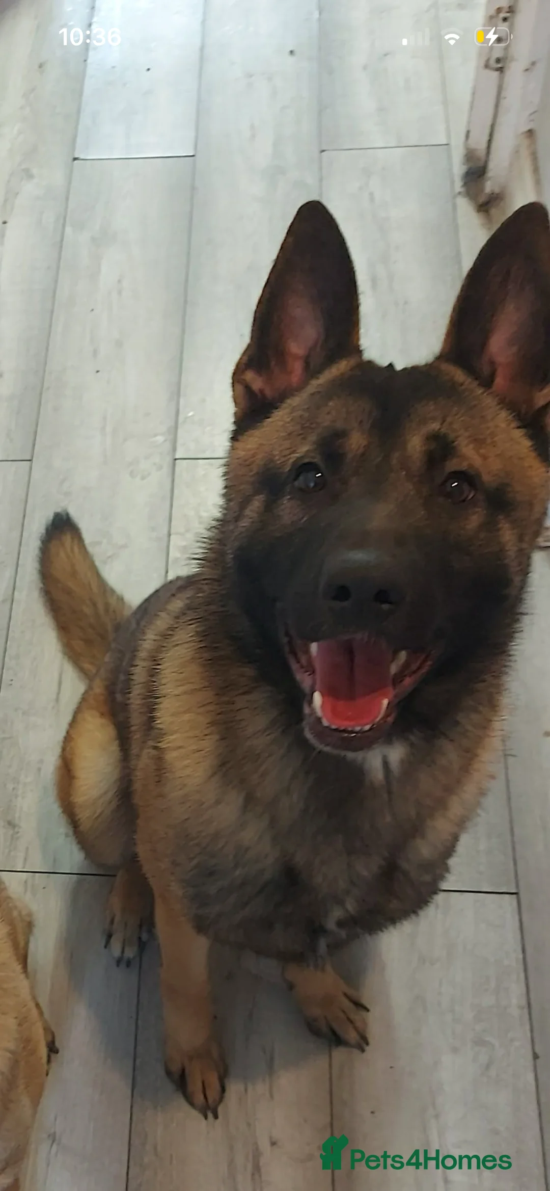 Mixed Breed dogs for sale: Belgium malanois/husky - Advert 3