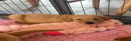 Golden Retriever dogs for sale: Health tested golden retrievers  - Advert 5