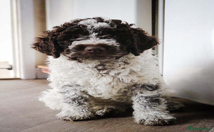 Lagotto Romagnolo dogs *READY NOW* Last 2 Males KC Reg Full Health Test - Advert 6