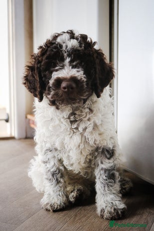 Lagotto Romagnolo dogs *READY NOW* Last 2 Males KC Reg Full Health Test - Advert 6