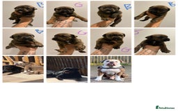 Mixed Breed dogs for sale: Rottweiler X Olde Tyme bulldog (Bullweilers)  - Image 1