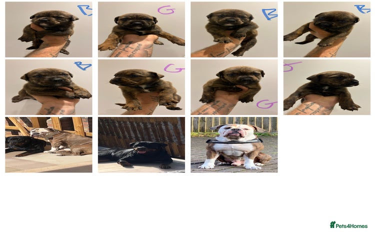 Mixed Breed dogs - Advert 1