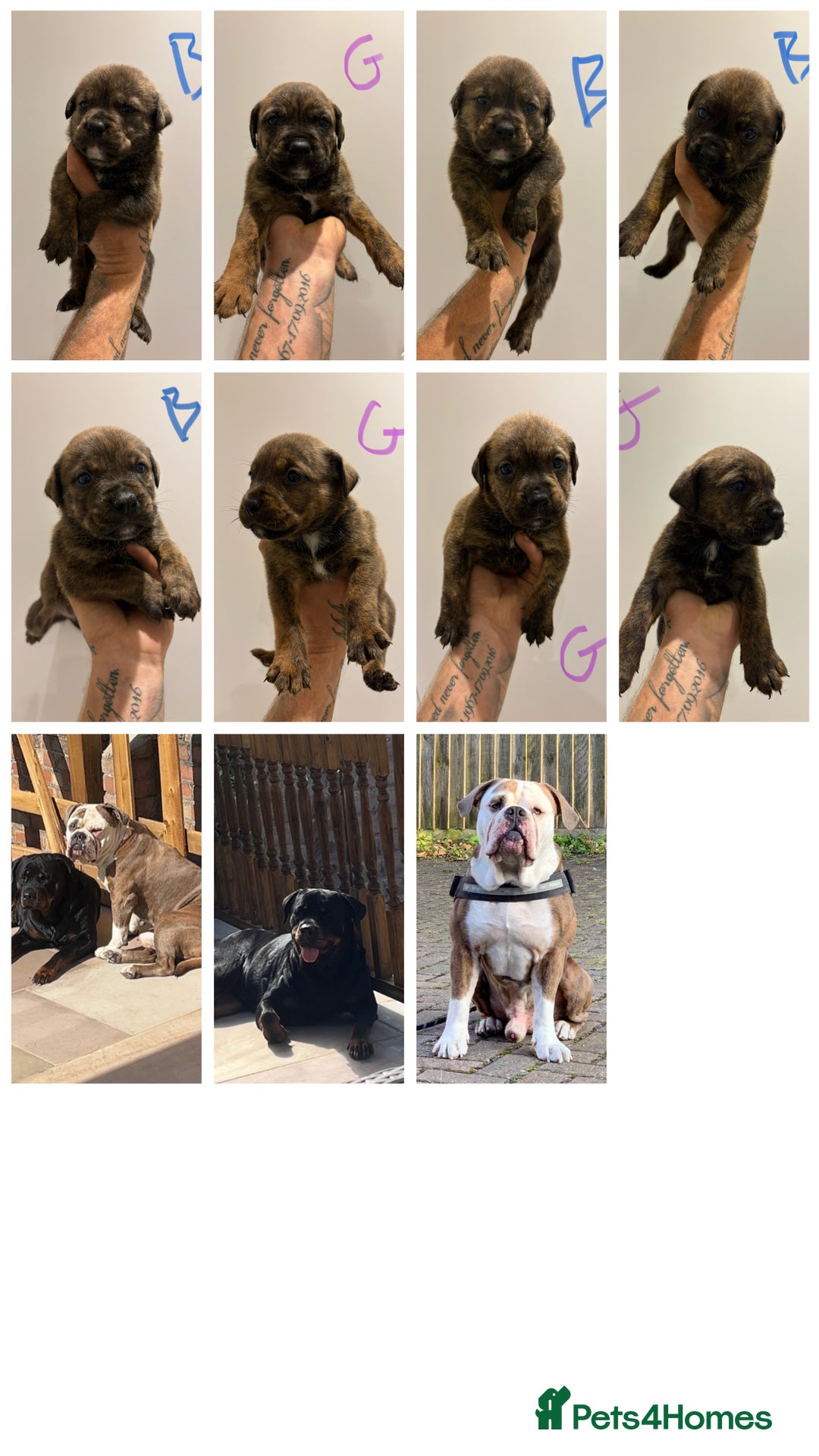 Mixed Breed dogs for sale: Rottweiler X Olde Tyme bulldog (Bullweilers)  - Image 1