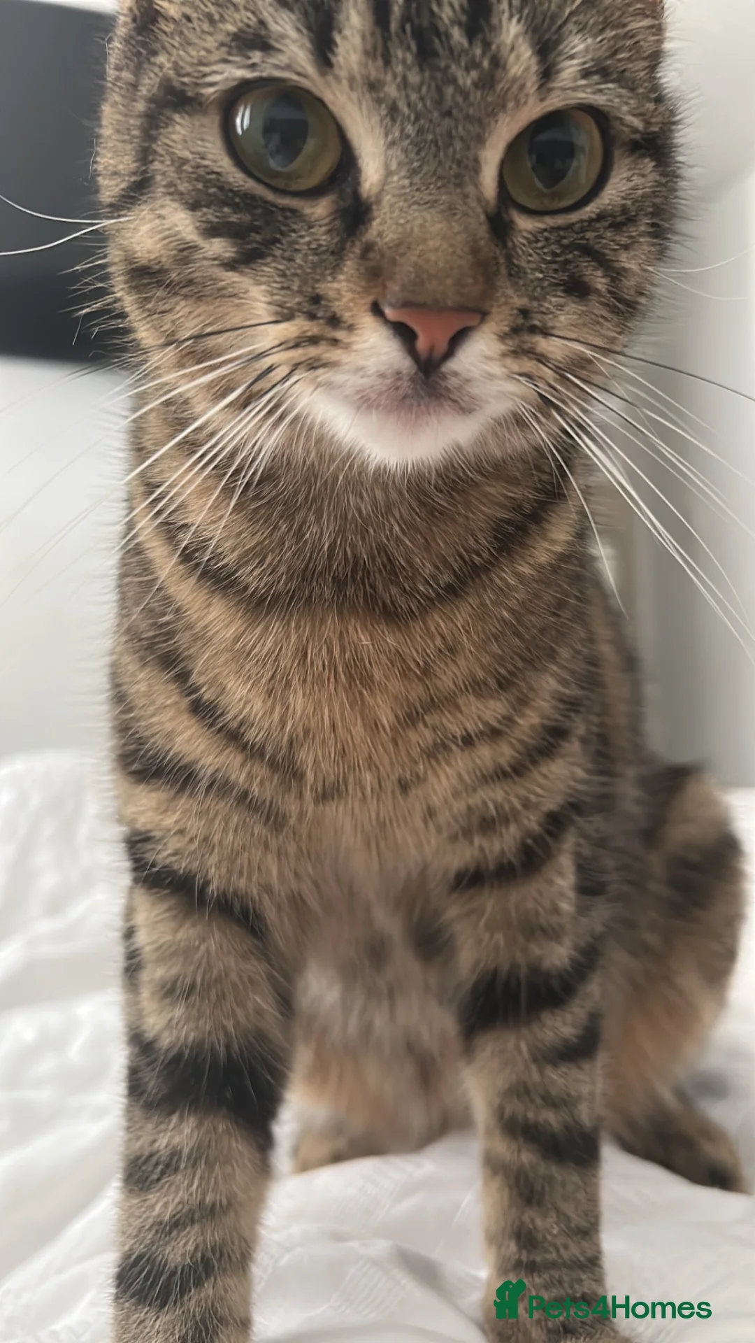 Mixed Breed cats for sale: Tabby mum, black and white dad in Chester - Advert 1