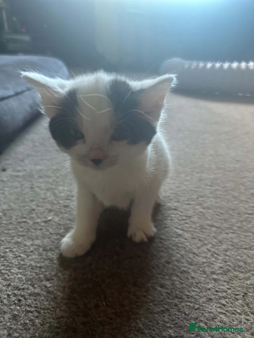 Mixed Breed cats for sale: Two female kittens - Advert 3