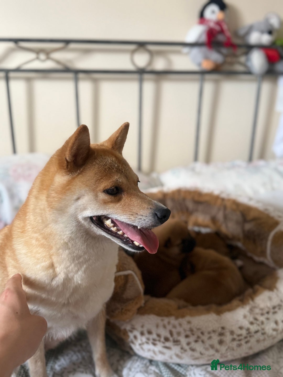 Japanese Shiba Inu dogs for sale: 🧡🦊 Beautiful K.C Shiba Inu Puppies Ready Soon - Image 8