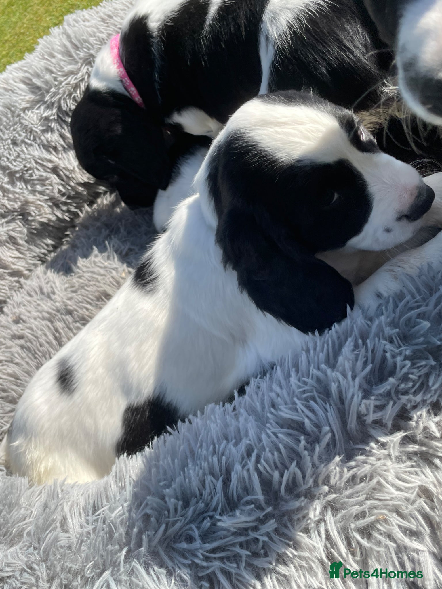 English Springer Spaniel dogs Springer Spaniel Puppies  - Advert 2