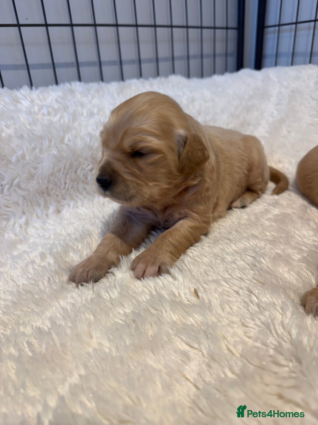 Golden Retriever dogs for sale: Gorgeous KC Golden retrievers  - Advert 14