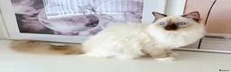 Ragdoll cats for sale: GCCF ACTIVE (FOR BREEDING) SEAL POINT MITTED GIRL - Advert 2