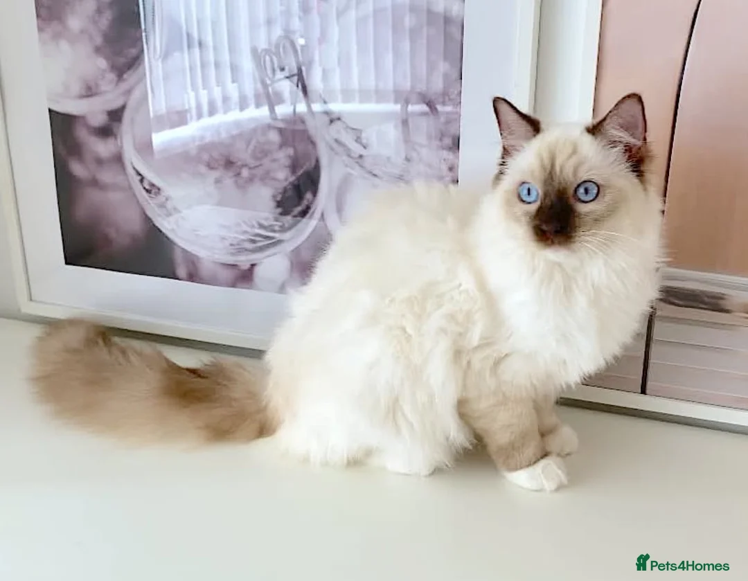 Ragdoll cats for sale: GCCF ACTIVE (FOR BREEDING) SEAL POINT MITTED GIRL - Advert 2