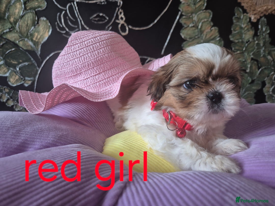 Shih Tzu dogs for sale: Cute Shih-Tzu puppies😍😍😍 - Image 15