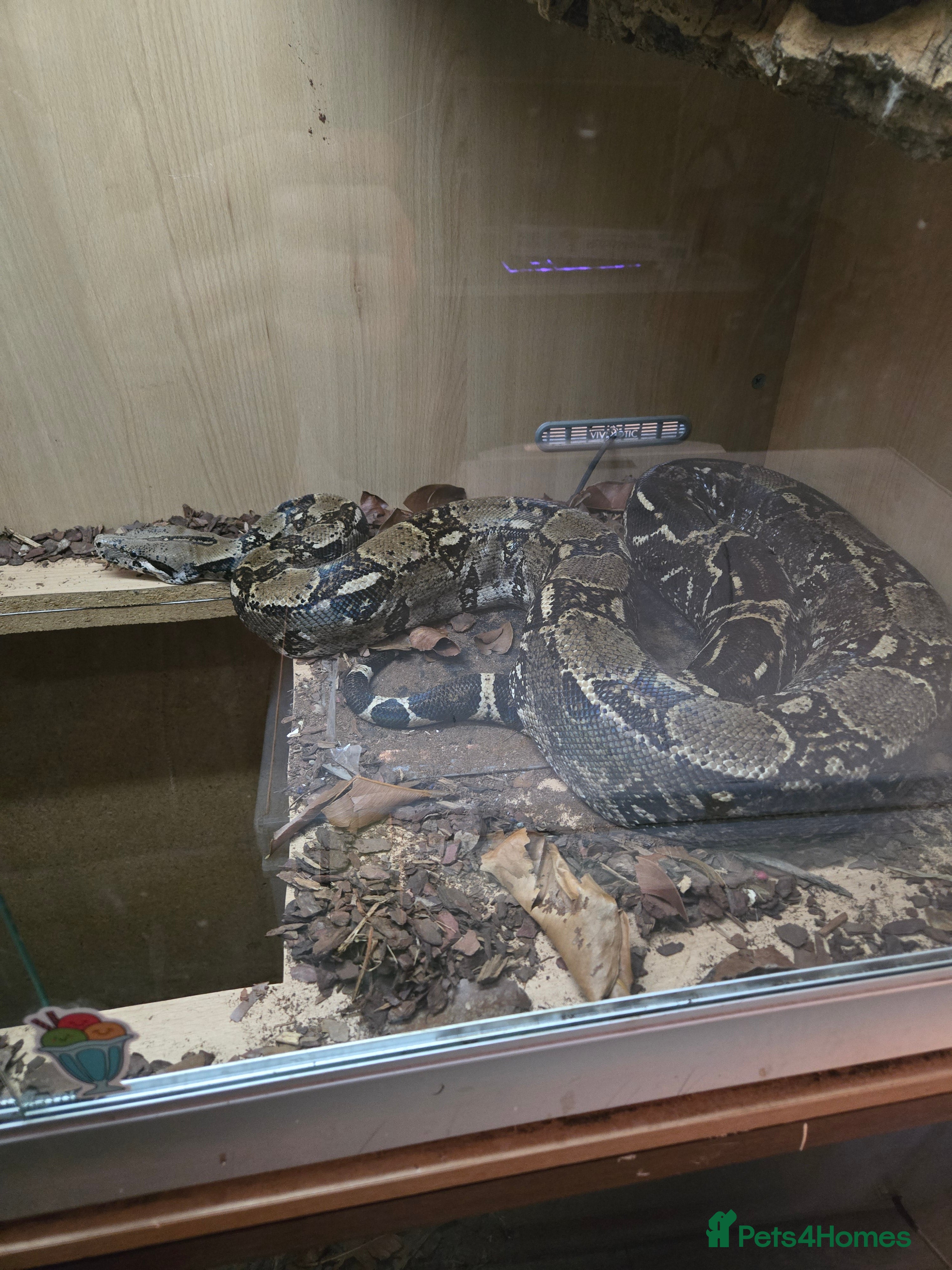 Boa Snake reptiles Boa for rehoming - Advert 1