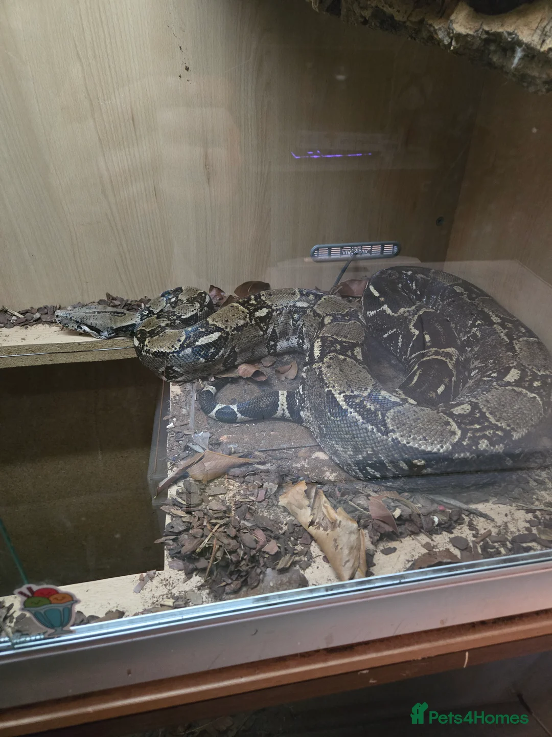 Boa Snake reptiles for sale: Boa for rehoming - Advert 1