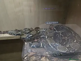 Boa Snake reptiles Boa for rehoming - Advert 1