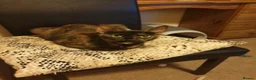 Mixed Breed cats for sale: Kittens - Advert 2