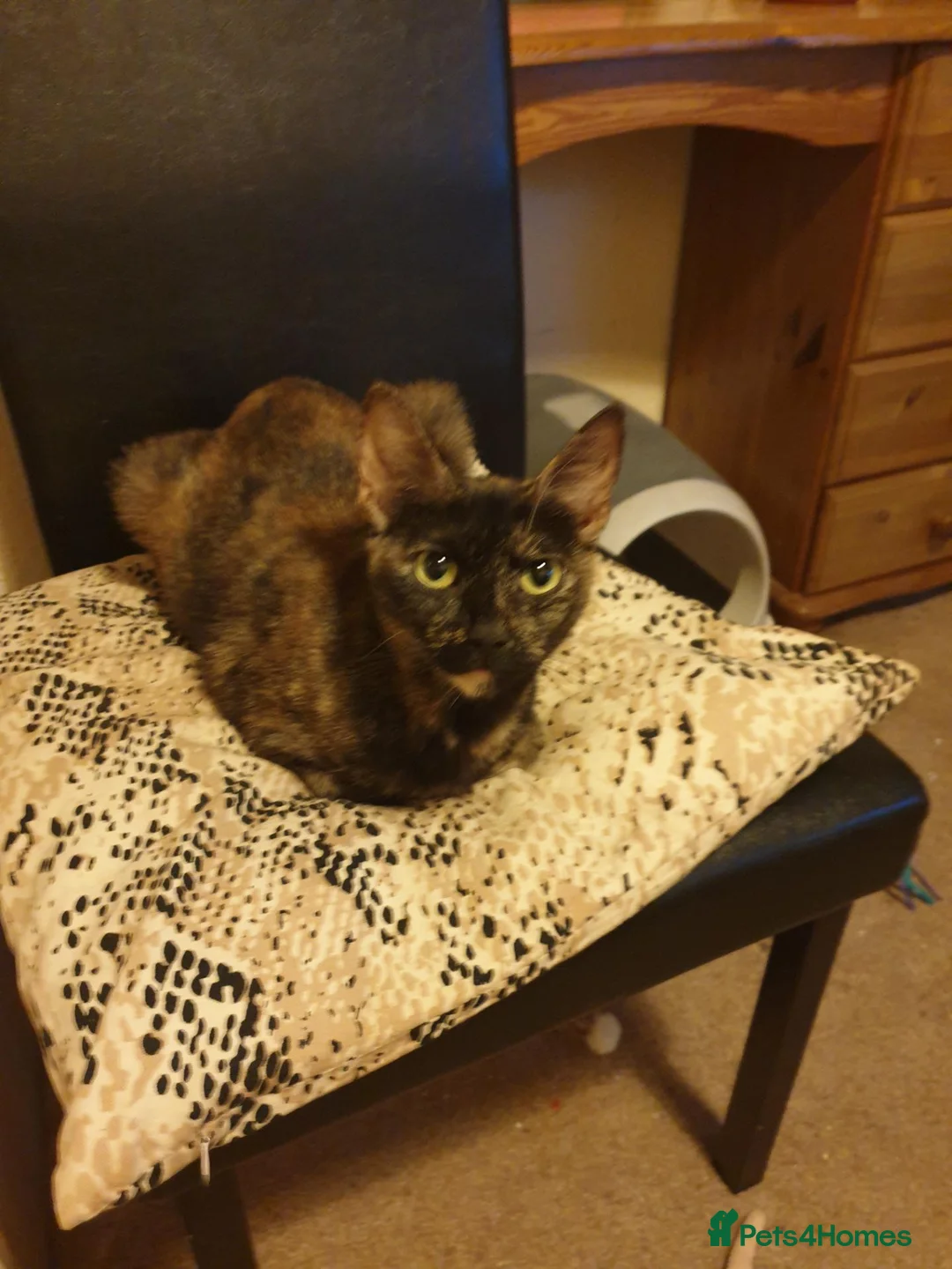 Mixed Breed cats for sale: Kittens - Advert 2