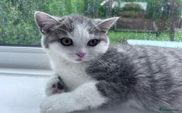British Shorthair cats for sale: British shorthair kitten's,Blackburn  in Blackburn - Image 4