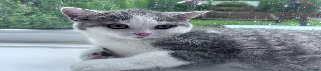 British Shorthair Kitten 5