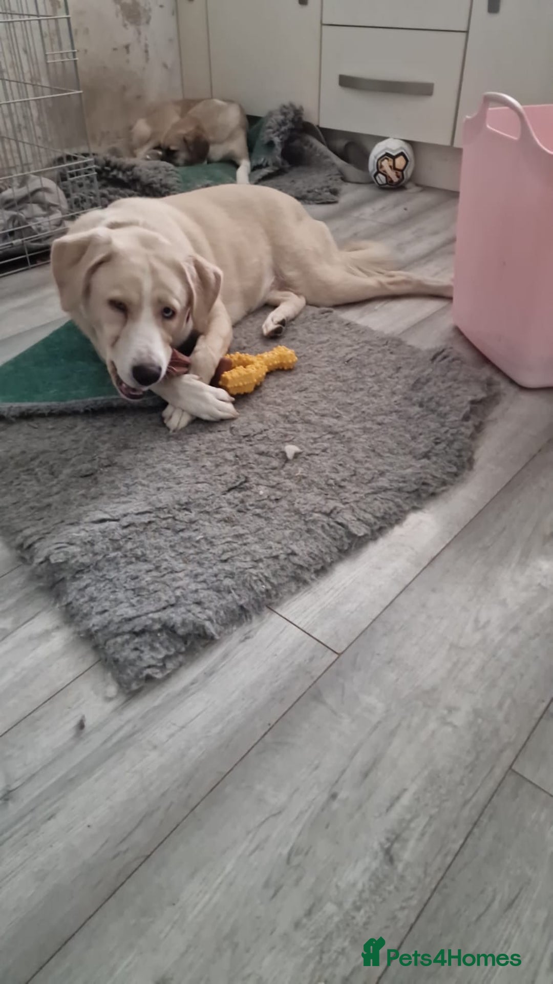 Mixed Breed dogs for sale: Romanian crossbreed  - Advert 2