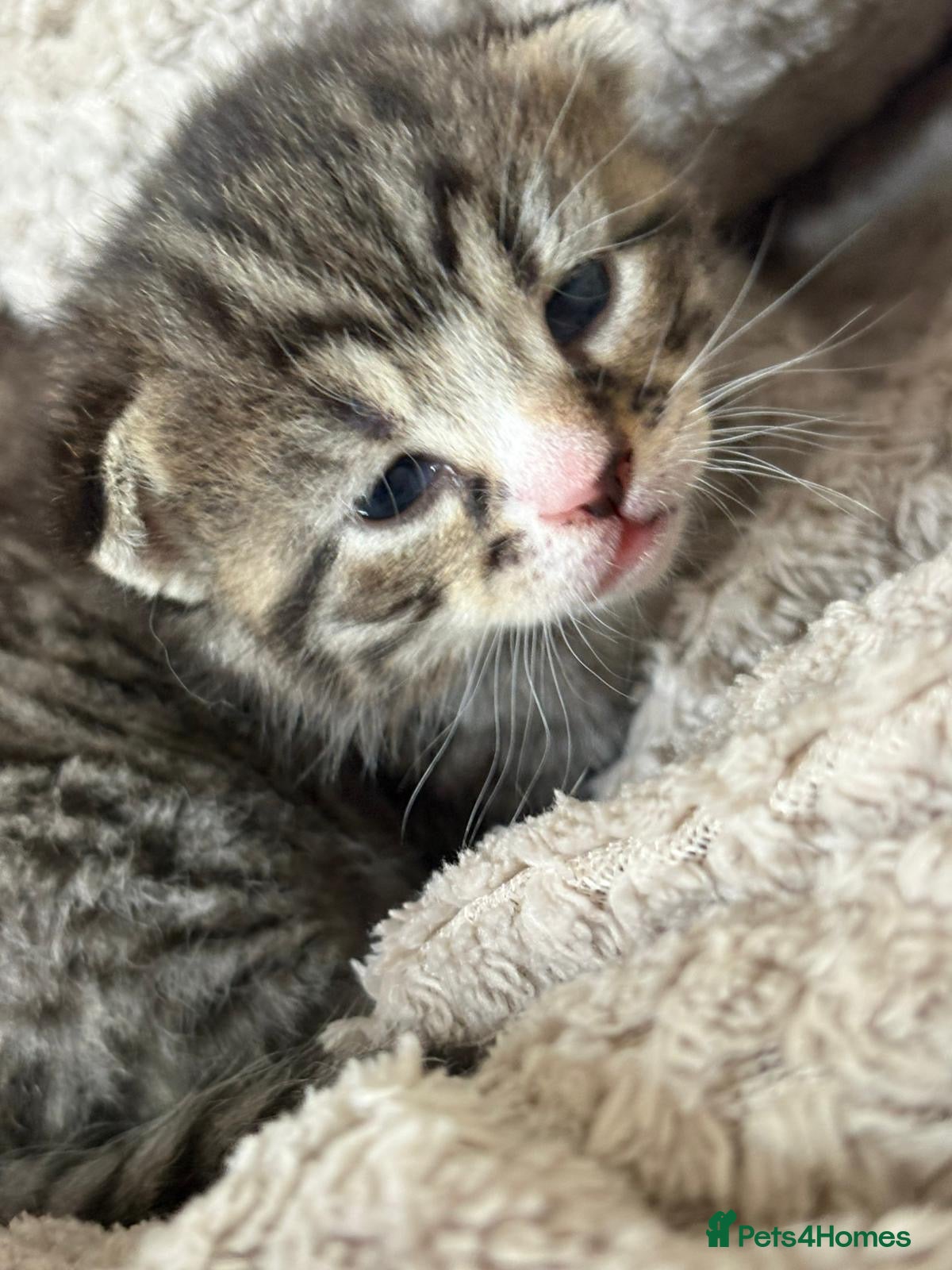 Mixed Breed cats for sale: Mixed Beautiful Girls  - Advert 16