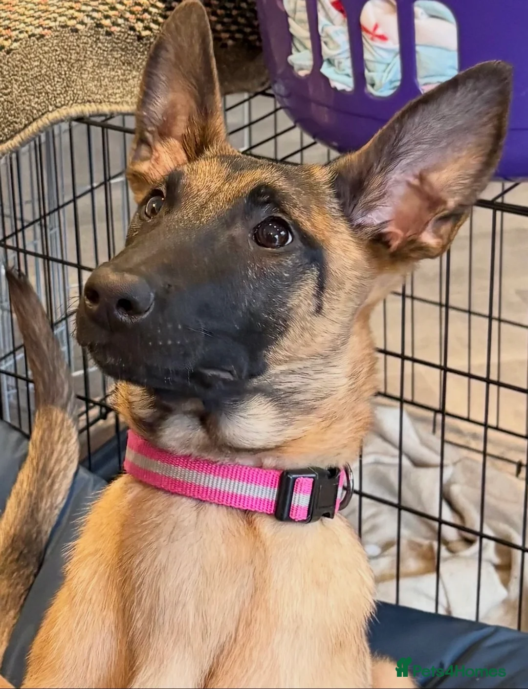 Belgian Shepherd Dog dogs for sale: Female Belgian Malinois Pup - Advert 1