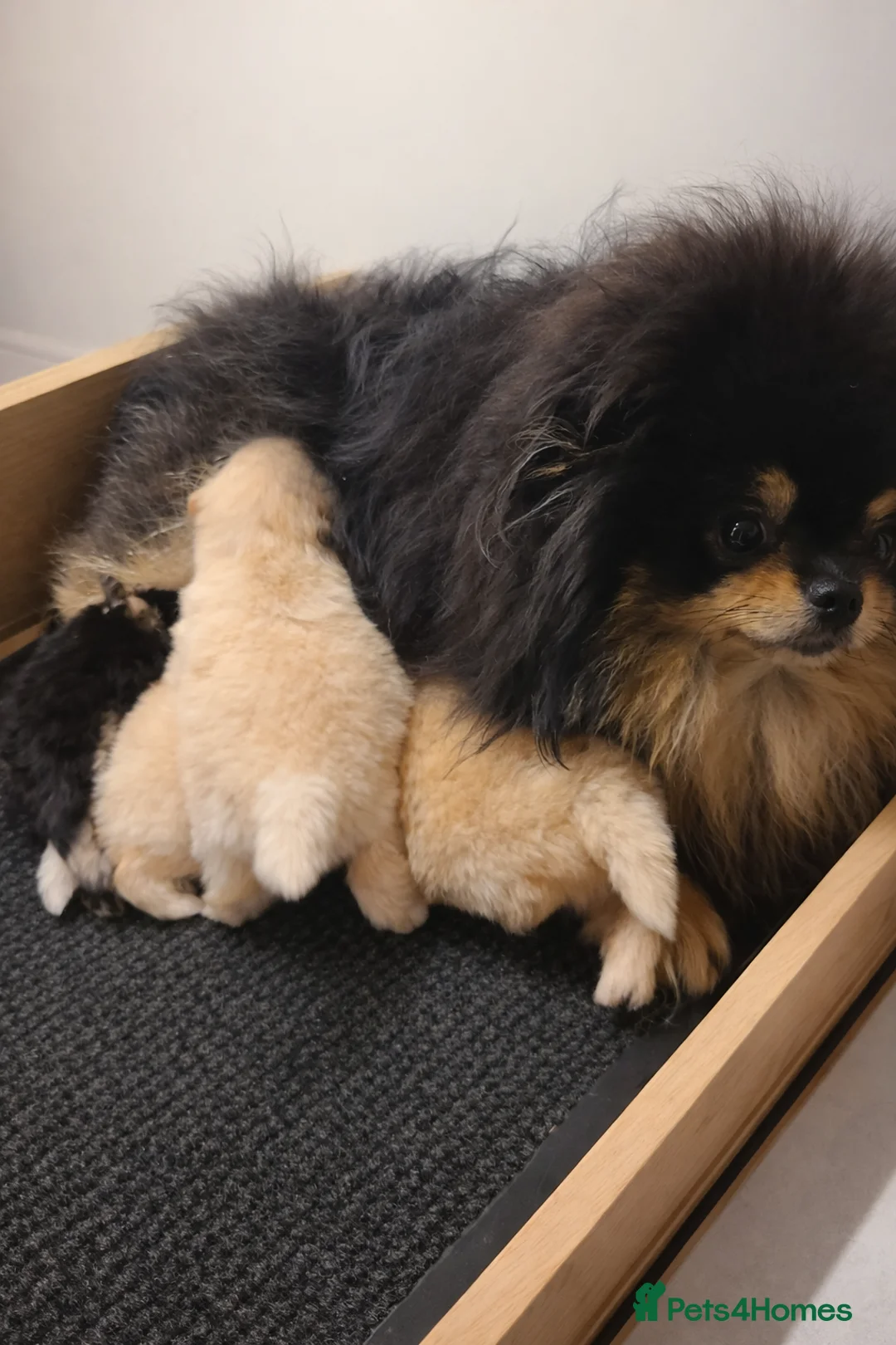 Pomeranian dogs for sale: Kc registered pomeranian puppies - Advert 5