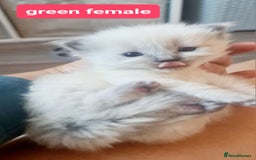 Ragdoll cats for sale: Pure ragdoll kittens - Image 20