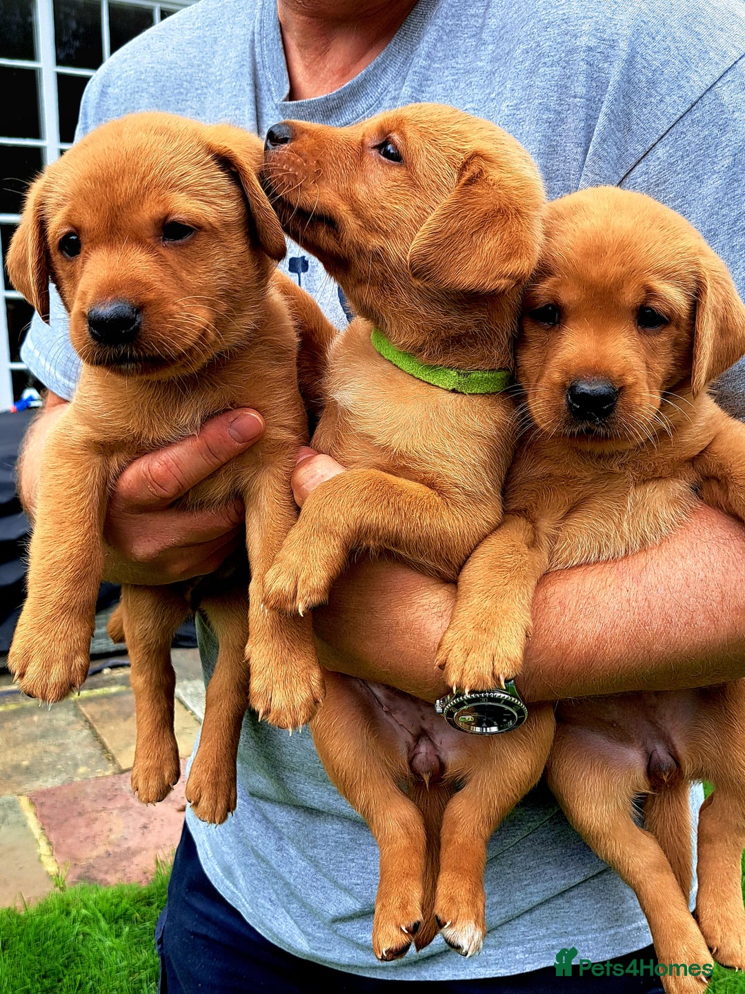 Labrador Retriever dogs for sale: Excellent KC Registered Fox Red Puppies For Sale - Image 10