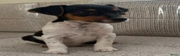 Jack Russell dogs for sale: Traditional short-legged Jack Russell puppy’s. - Advert 28