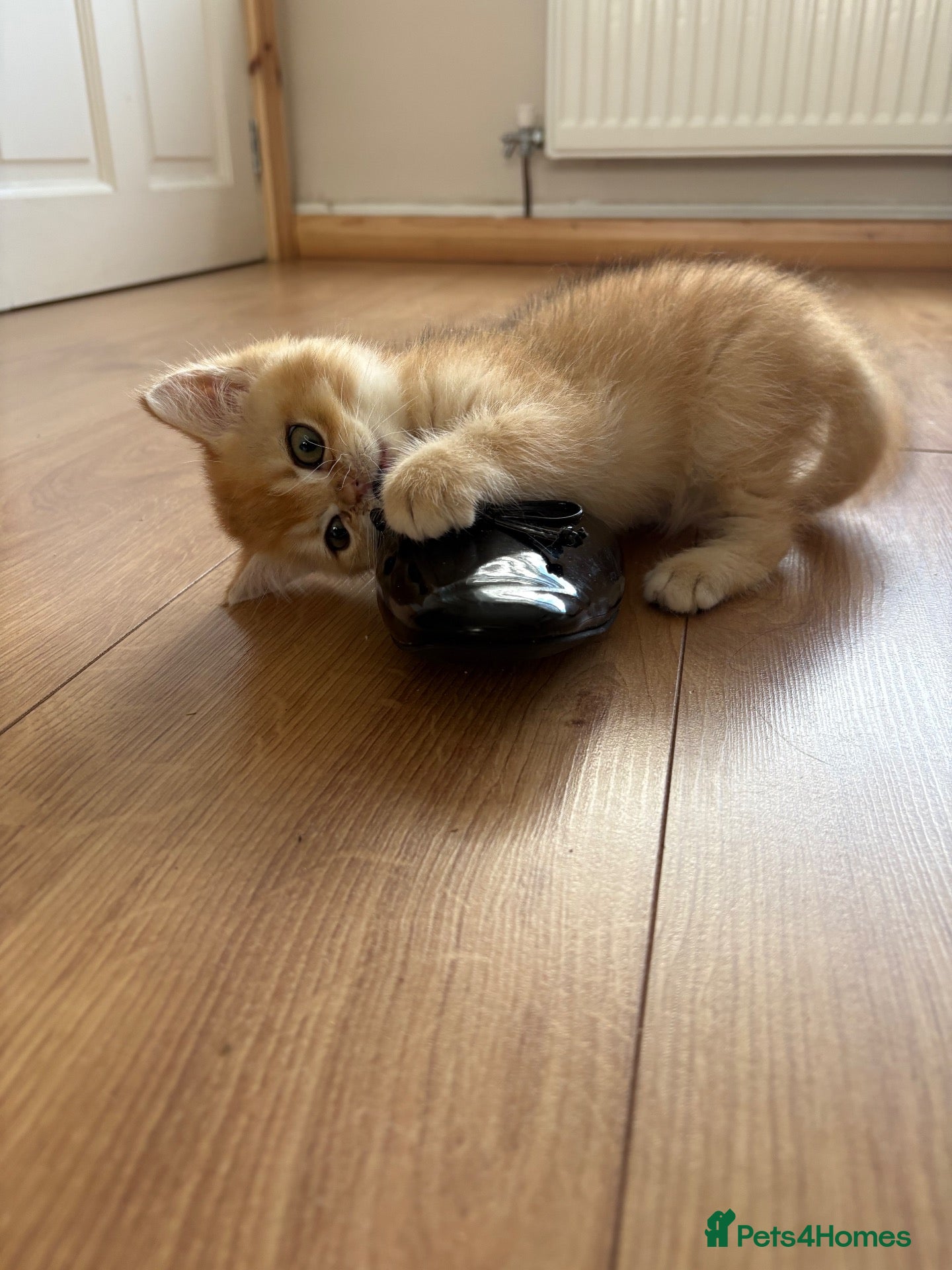 British Shorthair cats GCCF GOLDEN BRITISH SHORTHAIR KITTEN 1 BOY LEFT  - Advert 2
