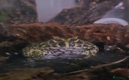 Frog reptiles for sale: Pacman Frog - Image 4