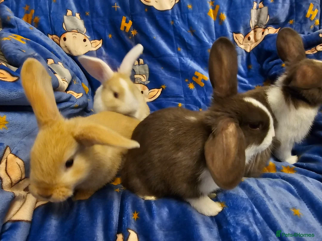 Mixed Breed rabbits for sale: 3 baby bunnies ready for their forever home - Advert 14