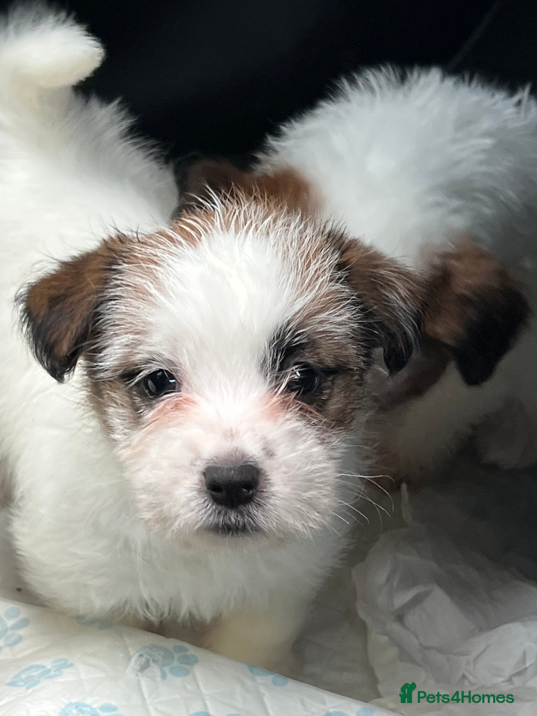 Jack Russell dogs for sale: KC registered rough coated JR pups - Advert 4