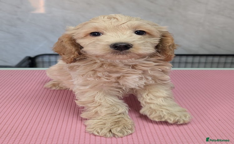 Cockapoo dogs - Advert 16