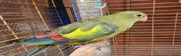 Parrots birds for sale: Rock Pebble Parrot, Looking for a Loving Home 🦜❤️ in Birmingham - Advert 2